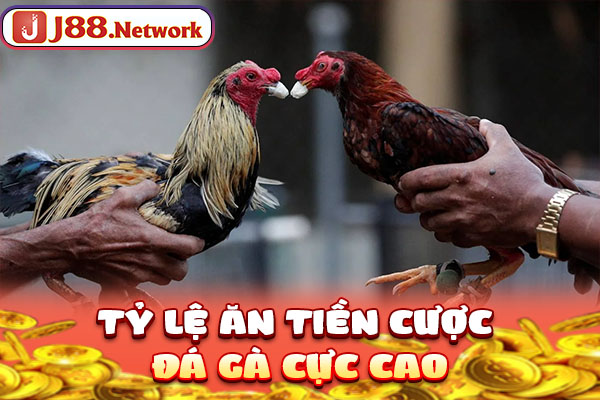 Tỷ lệ ăn tiền cược đá gà cực cao